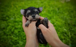 Morkie dogs for sale: Cream Point Ladybug - Image 7