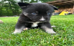 Gerberian Shepsky dogs for sale: Pixy - Image 11