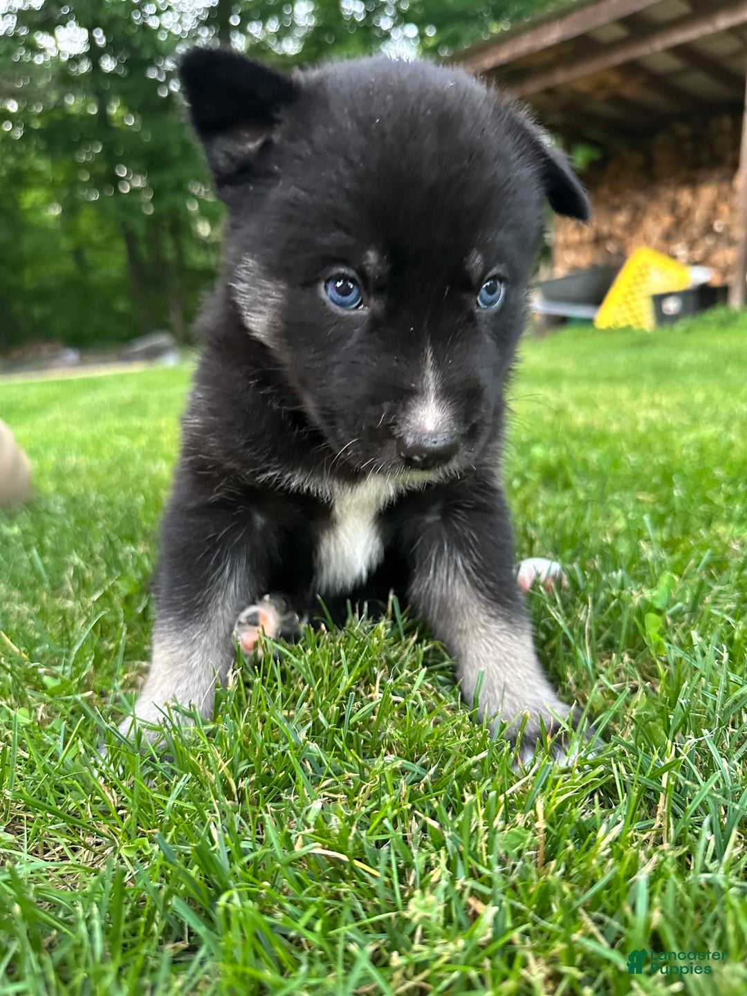 Gerberian Shepsky dogs for sale: Pixy - Image 11