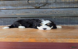 Mini Bernedoodle dogs for sale: Sadie - Image 6