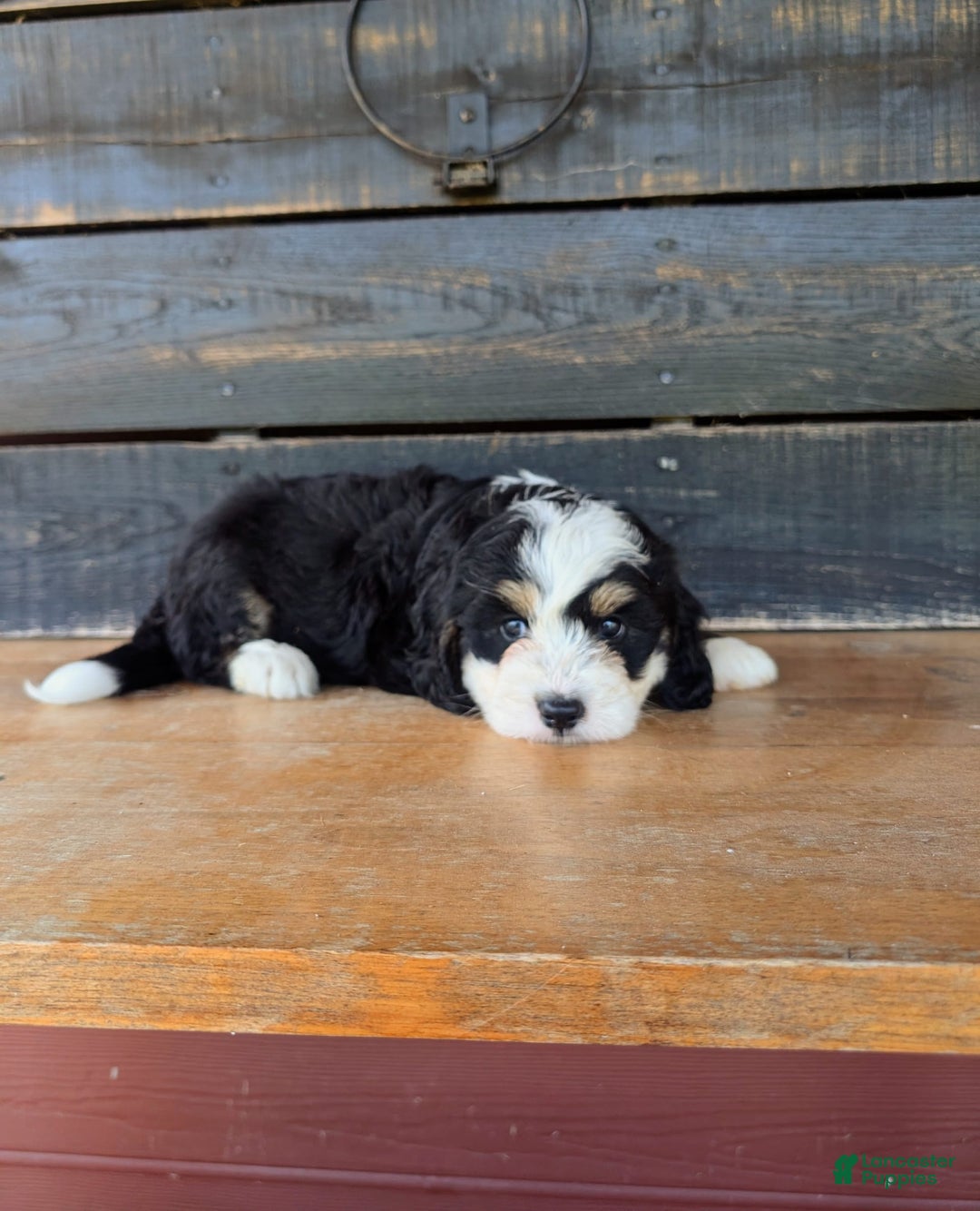 Mini Bernedoodle dogs for sale: Sadie - Image 6