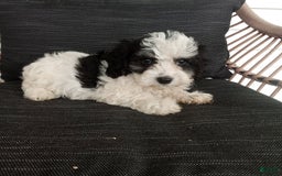 Havapoo dogs for sale: Bobby - Image 1