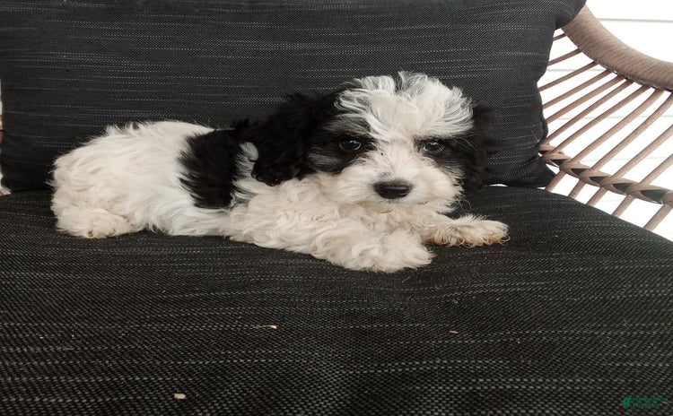 Havapoo dogs for sale - Ad 2
