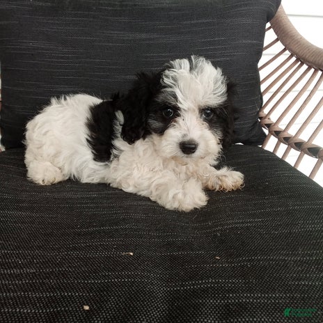 Havapoo dogs for sale - Ad 2