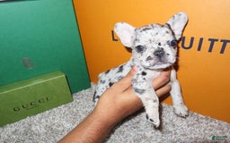 French Bulldog dogs for sale: Milkshake - Image 3