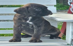 Boxer dogs for sale: Brady European Boxer health tested - Listing for pets: Beautiful European Health Tested Parents, Brady European Boxer health tested, Cream De Coco, Lilly European - Image 6