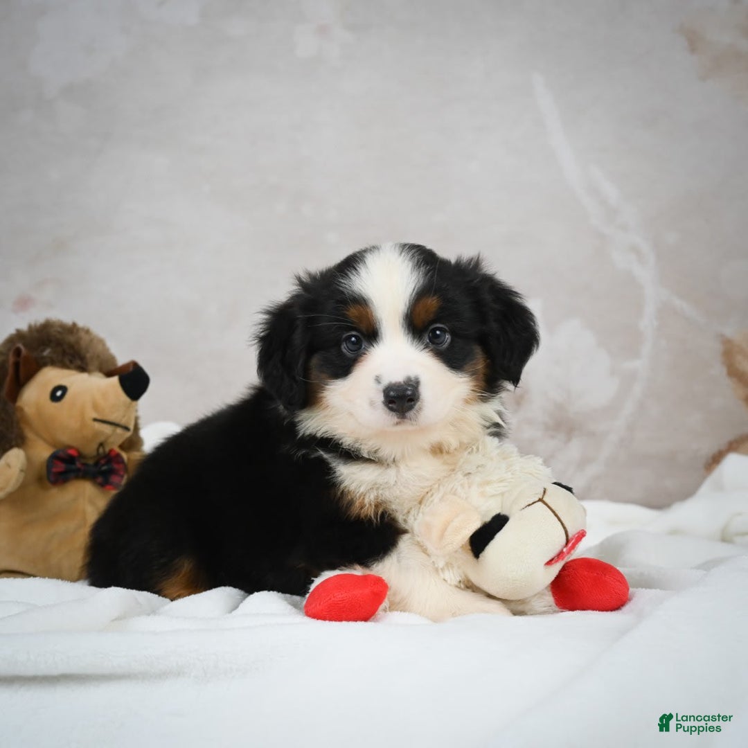 Miniature Australian Shepherd dogs for sale: Trixie - Image 5