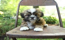 Teddy Bear dogs for sale: Vermont - Image 2