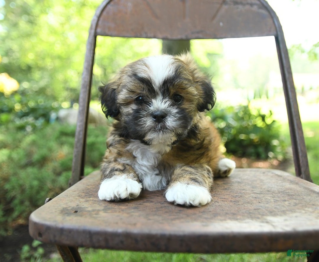 Teddy Bear dogs for sale: Vermont - Image 2