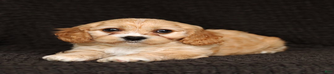 Waffle