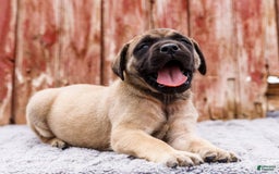 English Mastiff dogs for sale: Horace - Image 25