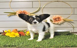 Papillon dogs for sale: Lilah - Image 9