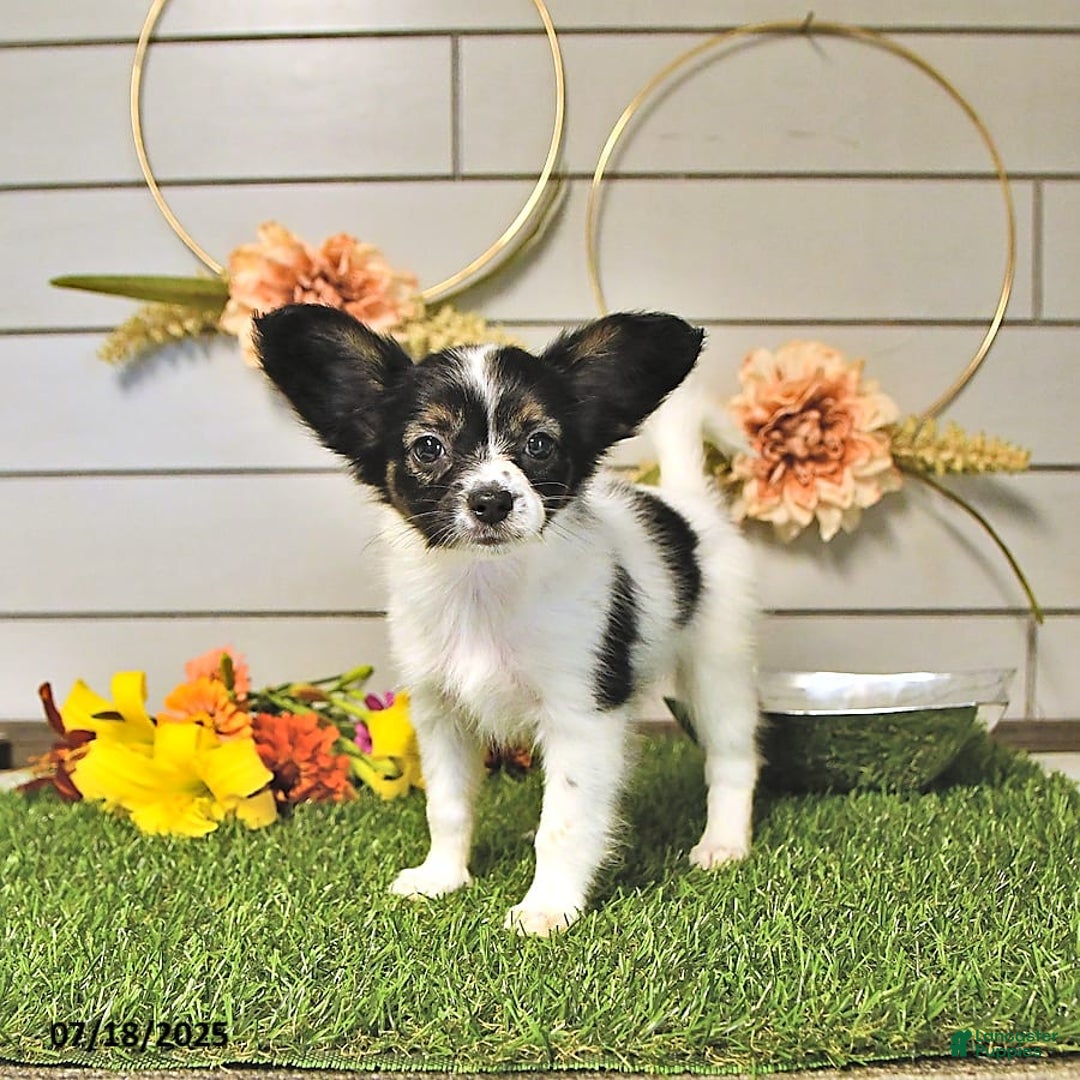 Papillon dogs for sale: Lilah - Image 9