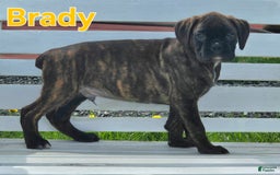 Boxer dogs for sale: Brady European Boxer health tested - Listing for pets: Beautiful European Health Tested Parents, Brady European Boxer health tested, Cream De Coco, Lilly European - Image 18