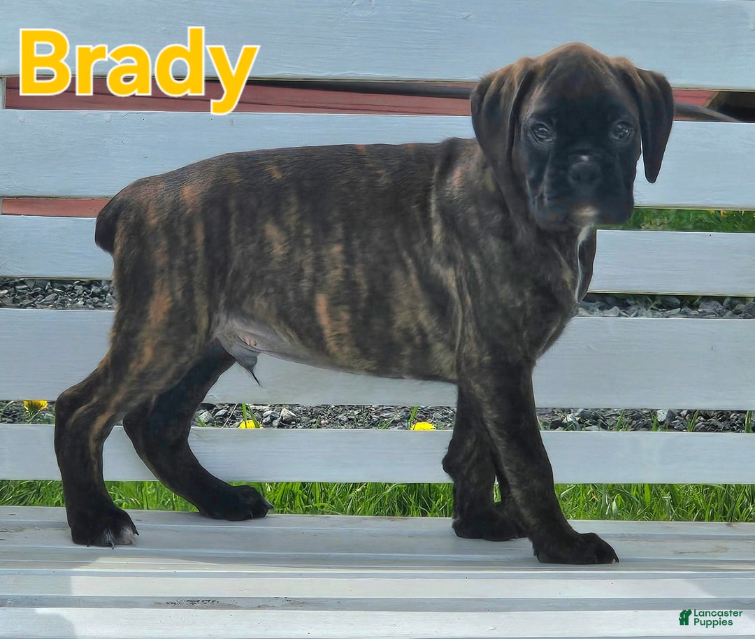 Boxer dogs for sale: Brady European Boxer health tested - Listing for pets: Beautiful European Health Tested Parents, Brady European Boxer health tested, Cream De Coco, Lilly European - Image 18