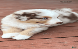 Australian Shepherd dogs for sale: Burrrito - Image 7