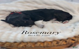 Australian Shepherd dogs for sale: Rosemary - Image 1