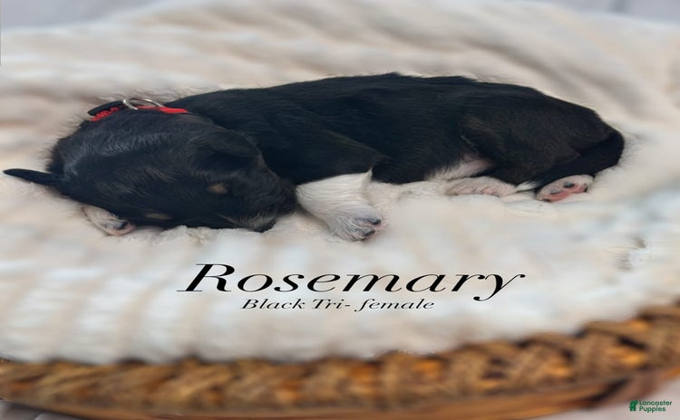Australian Shepherd dogs for sale - Ad 5