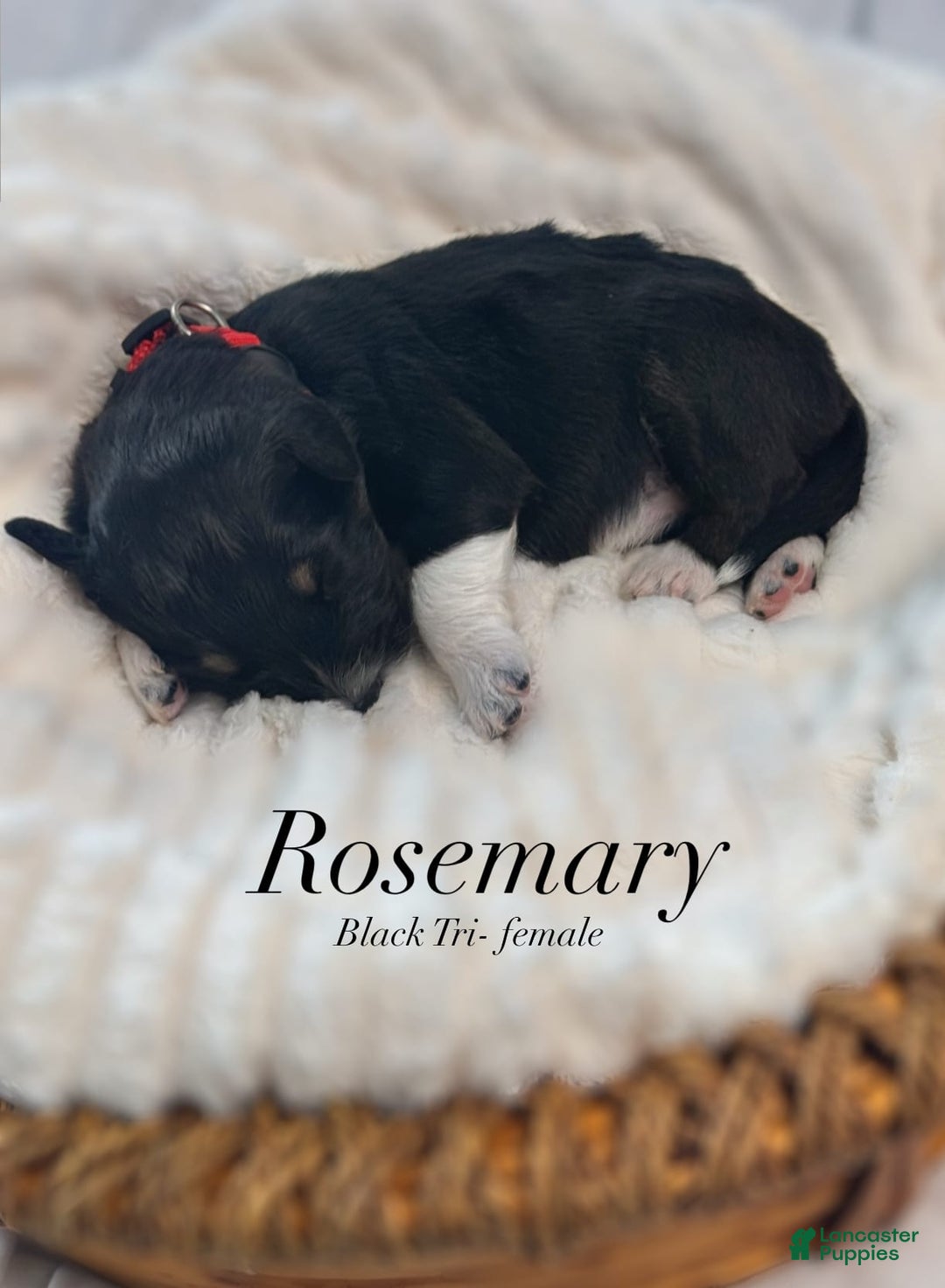 Australian Shepherd dogs for sale: Rosemary - Image 1