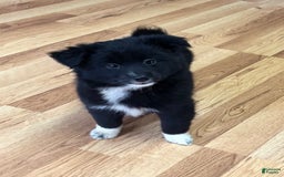 Shiba Inu dogs for sale: Missy - Image 7