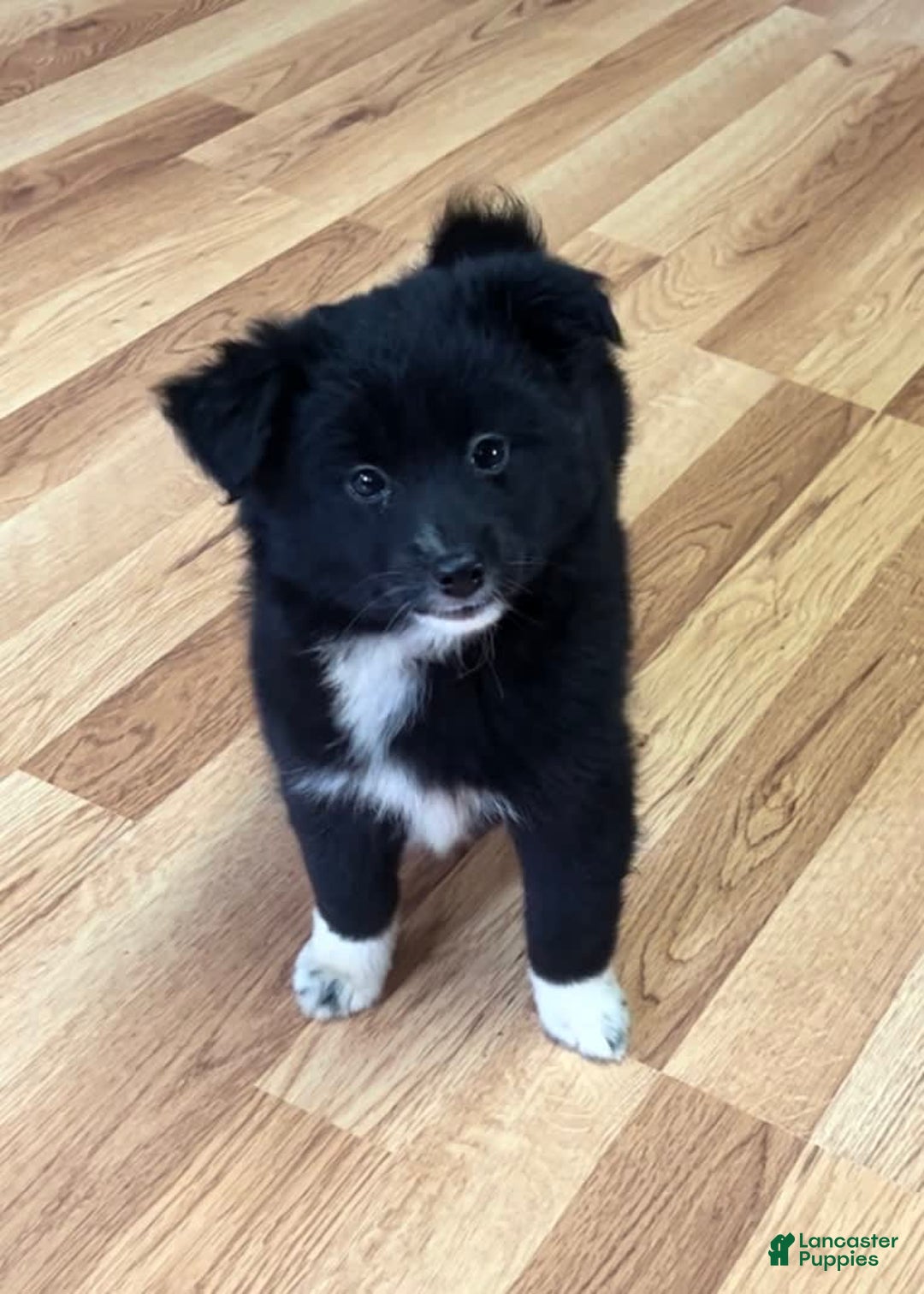 Shiba Inu dogs for sale: Missy - Image 7