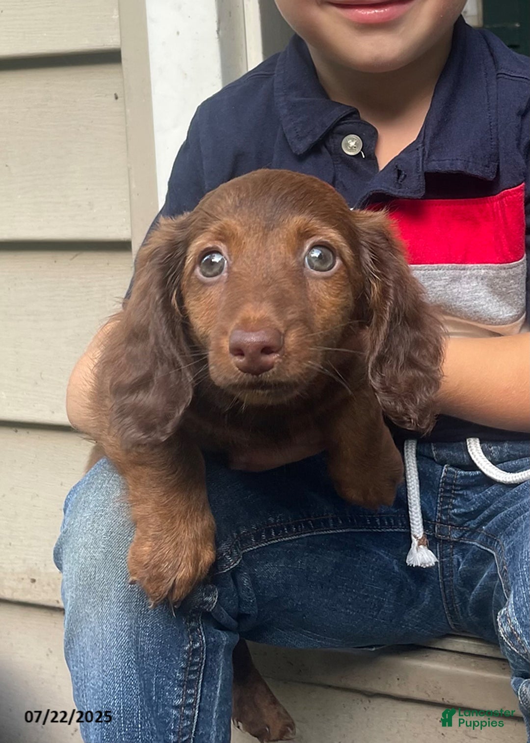 Miniature Dachshund dogs for sale: Banana Princess - Image 6