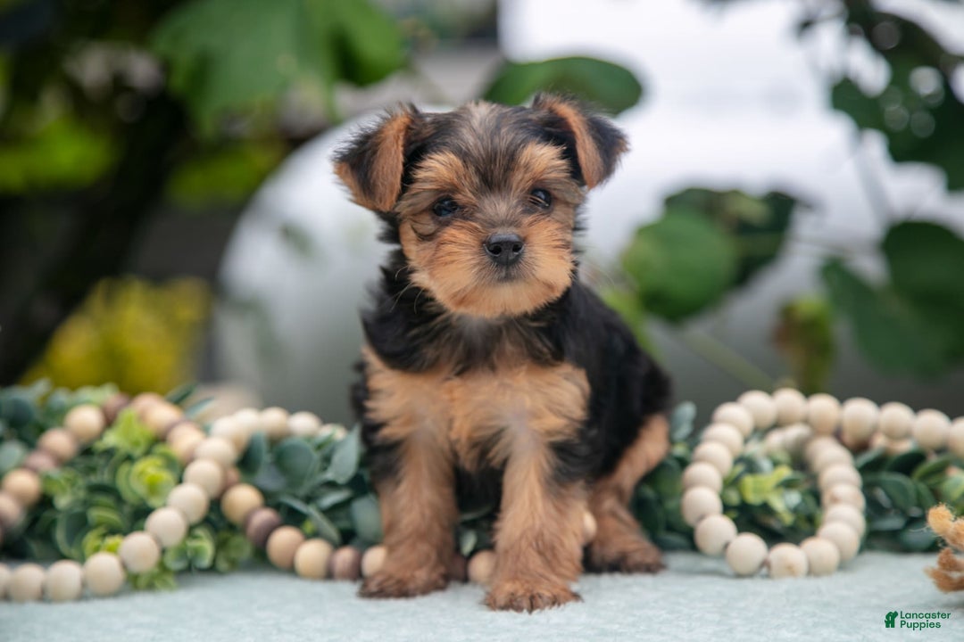 Shorkie dogs for sale: Harper - Image 2
