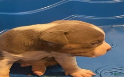 American Bully dogs for sale: Merl - Image 3