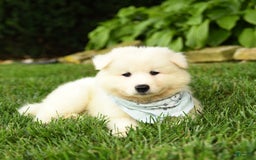Samoyed dogs for sale: Liam - Image 1
