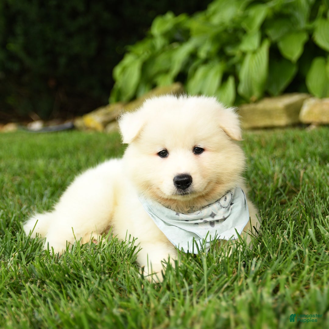Samoyed dogs for sale: Liam - Image 1
