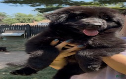 German Shepherd dogs for sale: Zara - Image 7