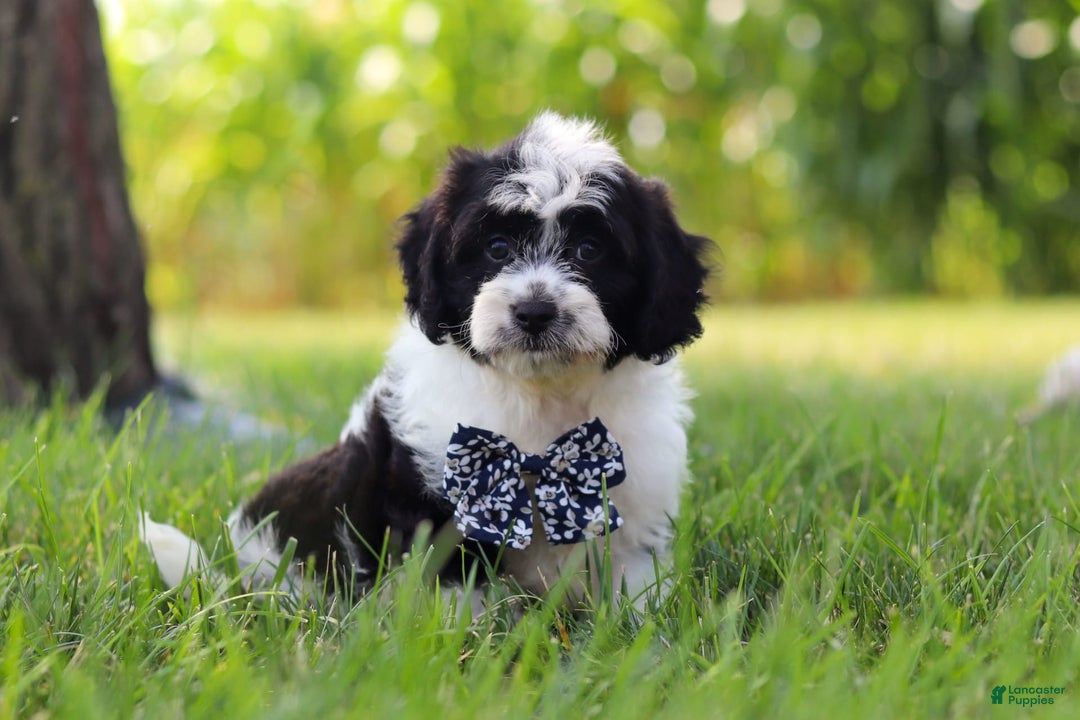 Cavapoo dogs for sale: Kye - Image 1