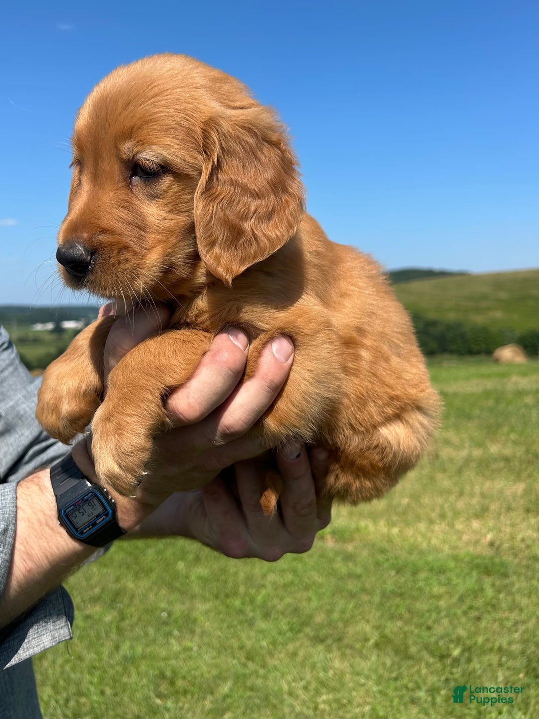 Golden Retriever dogs for sale: Meadow - Image 6