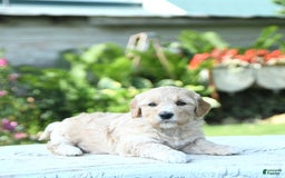 Mini Goldendoodle dogs for sale: Arya - Image 2