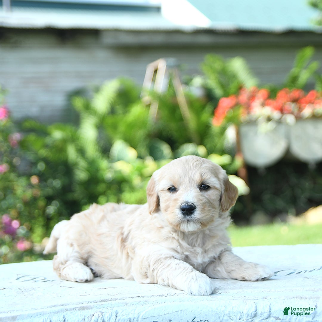 Mini Goldendoodle dogs for sale: Arya - Image 2