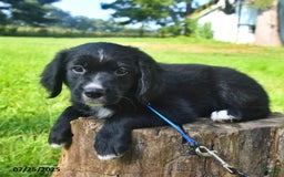 Golden Retriever dogs for sale: Sailor - Image 5