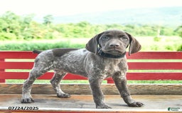 German Shorthaired Pointer dogs for sale: Rose - Image 3