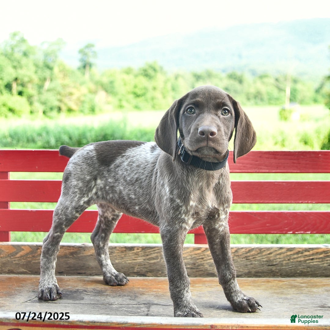 German Shorthaired Pointer dogs for sale: Rose - Image 3