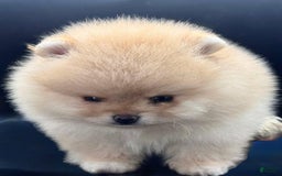 Pomeranian dogs for sale: Raya - Image 3
