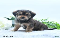 Shorkie dogs for sale: Landon - Image 2