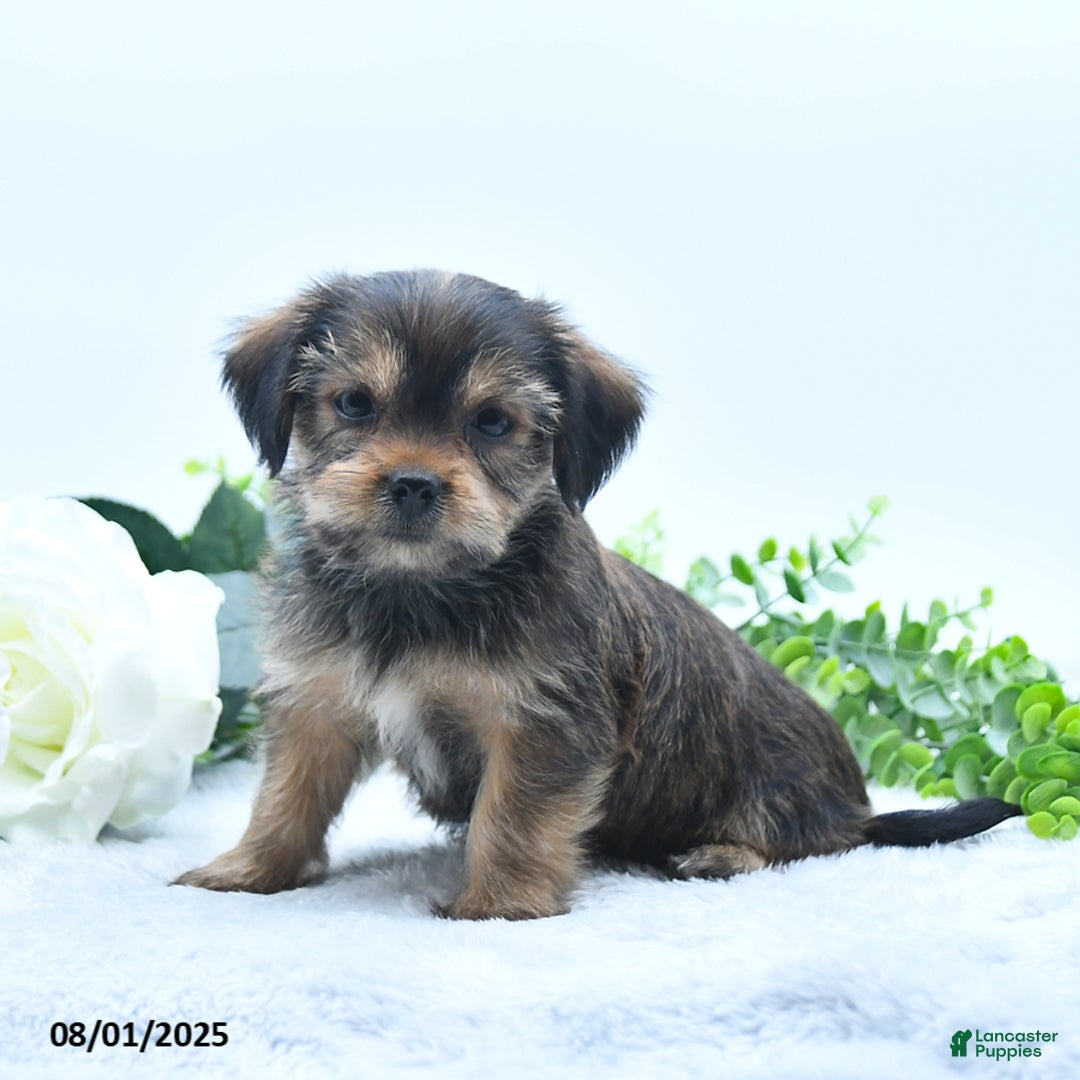 Shorkie dogs for sale: Landon - Image 2