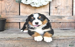 Bernese Mountain Dog dogs for sale: Bailey - Image 2