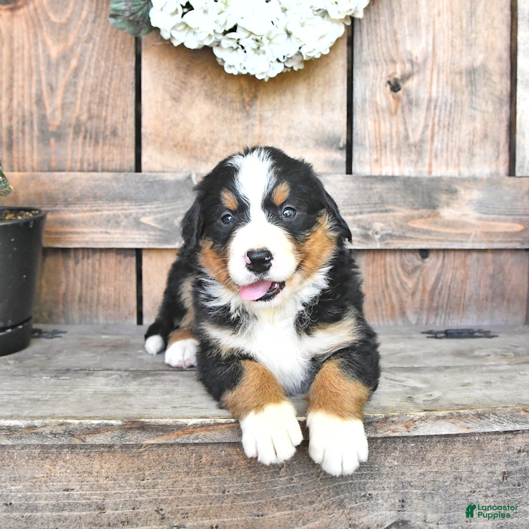 Bernese Mountain Dog dogs for sale: Bailey - Image 2