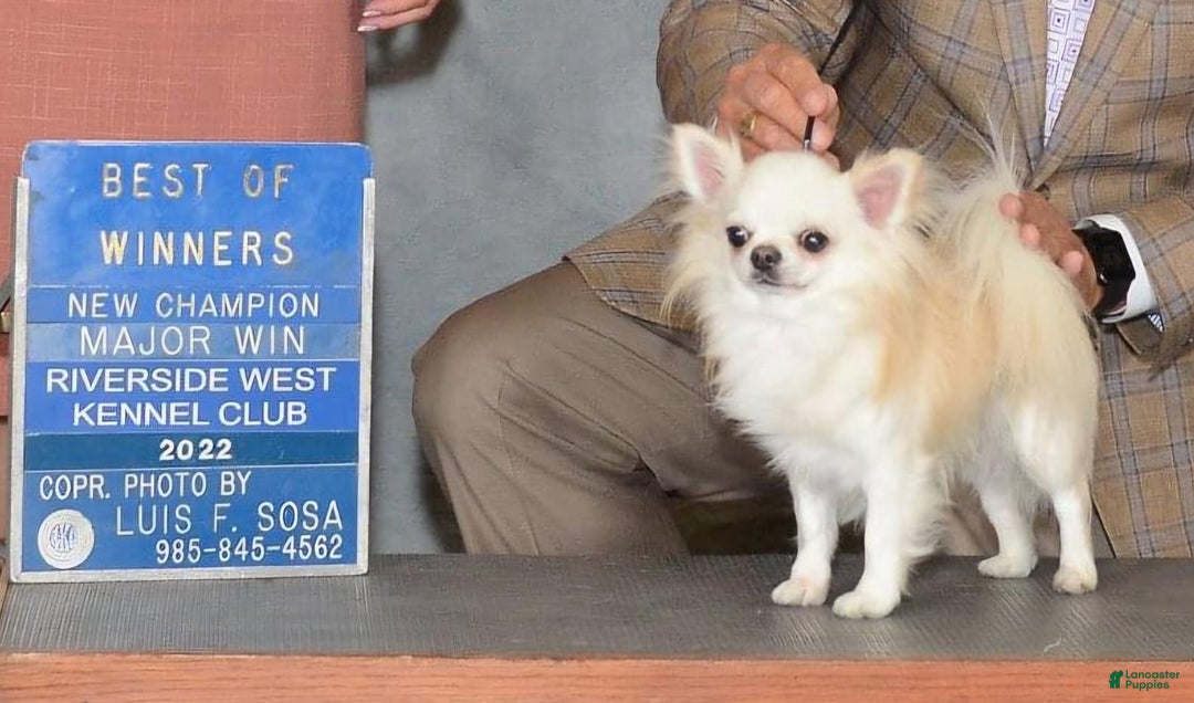Chihuahua dogs for sale: Mason - Image 4