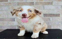 Australian Shepherd dogs for sale: Boots - Image 3