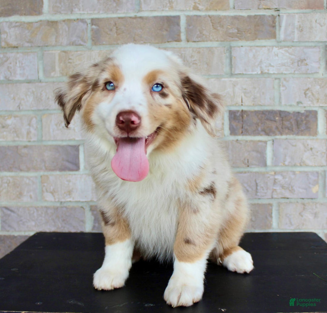 Australian Shepherd dogs for sale: Boots - Image 3