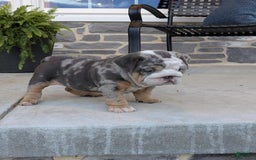 English Bulldog dogs for sale: Lexi - Image 5