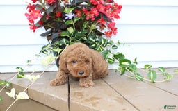 Mini Goldendoodle dogs for sale: Kris - Image 4