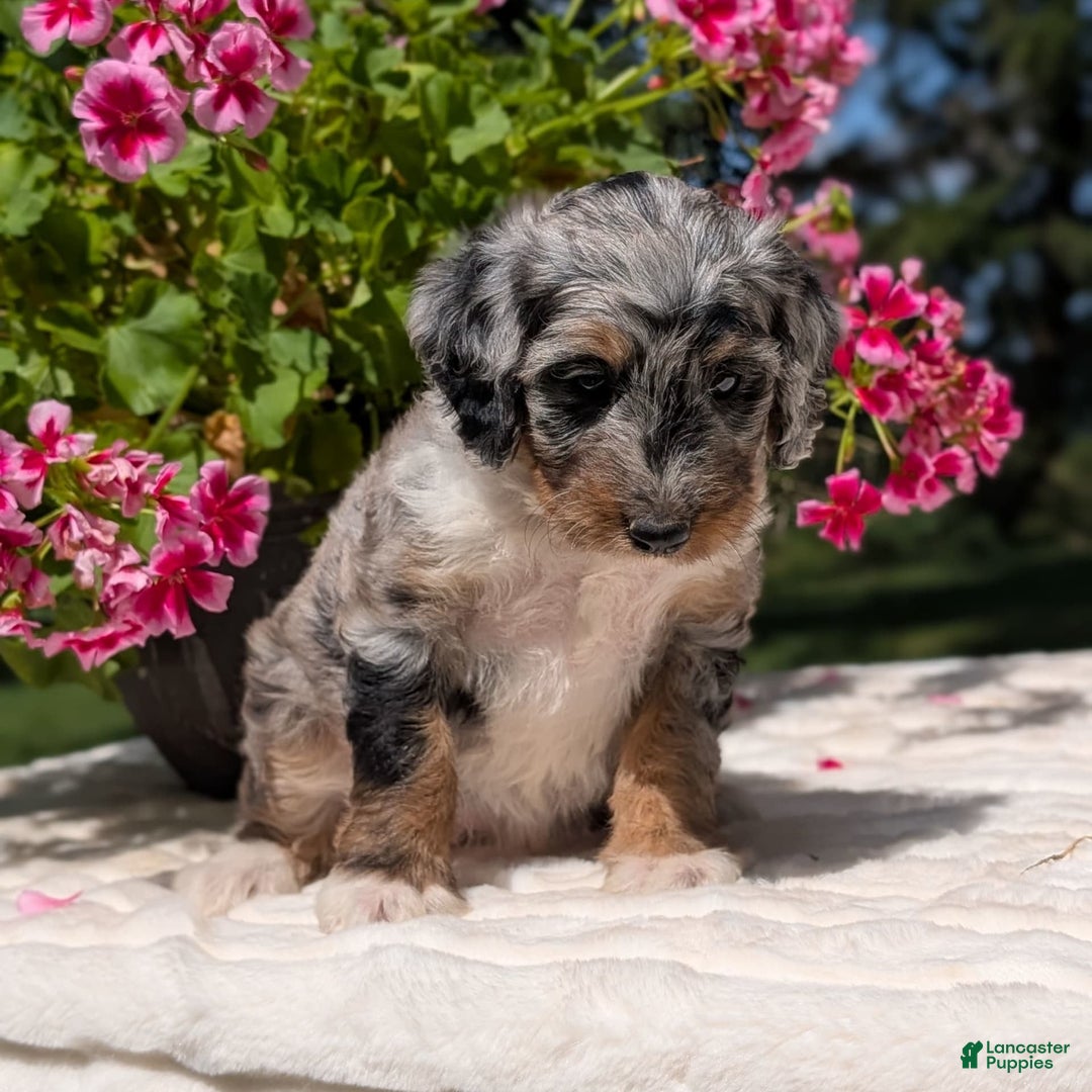 Mini Bernedoodle dogs for sale: Sage - Image 4
