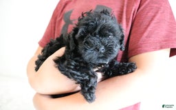 Shihpoo dogs for sale: Layla - Image 2